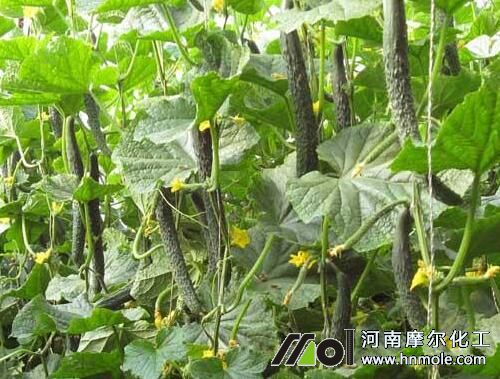 �S����ôʩ��