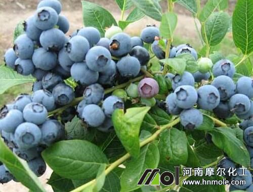 �{ݮ�ķ������