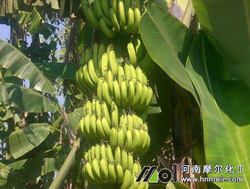 �㽶ˮ�ܷ�һ��������