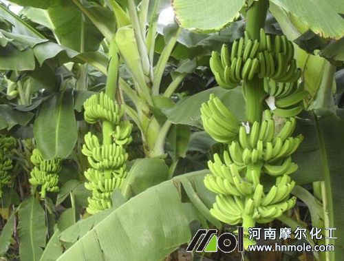 �㽶�Nֲ�ܶ�