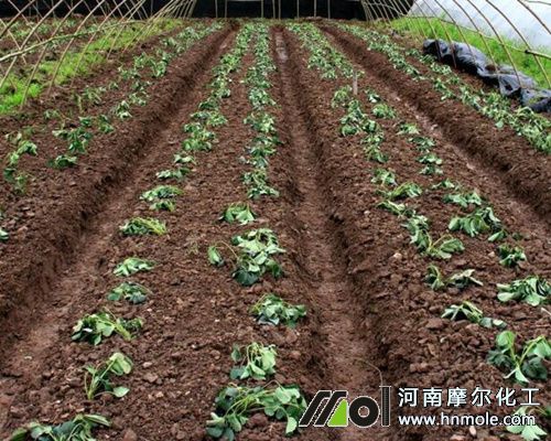 ���B(t��i)���m���ڲ�ݮ