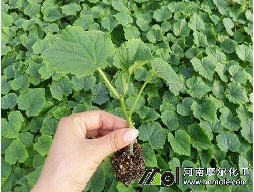 黃瓜苗期 黃瓜苗期