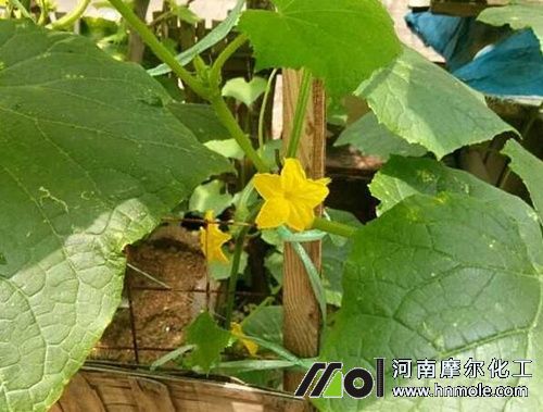 黃瓜抽蔓期 黃瓜抽蔓期