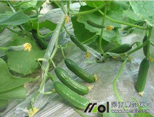 黃瓜結瓜 黃瓜結瓜