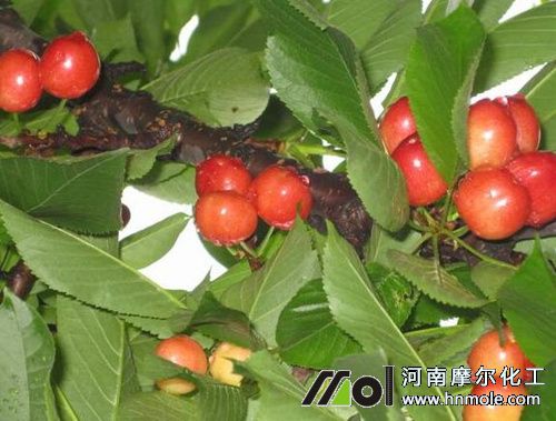 大櫻桃花后施肥 大櫻桃花后施肥