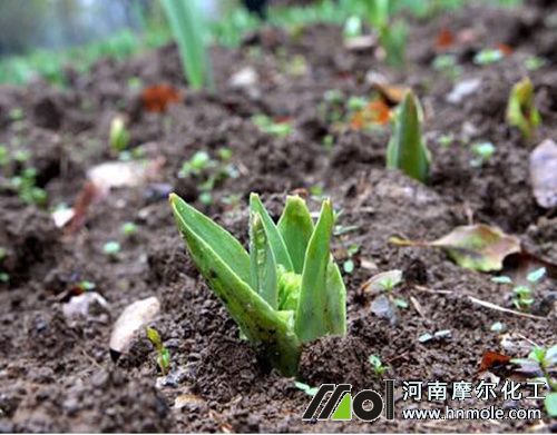 花卉苗期施水溶肥 花卉苗期施水溶肥