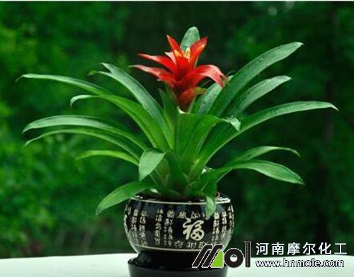 盆栽鳳梨觀果植物 盆栽鳳梨觀果植物