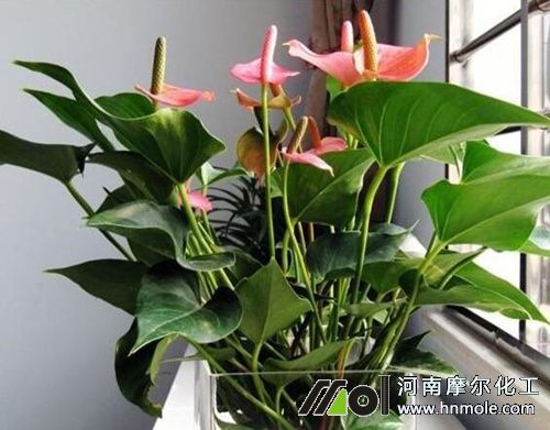 開花植物水溶肥選擇 開花植物水溶肥選擇