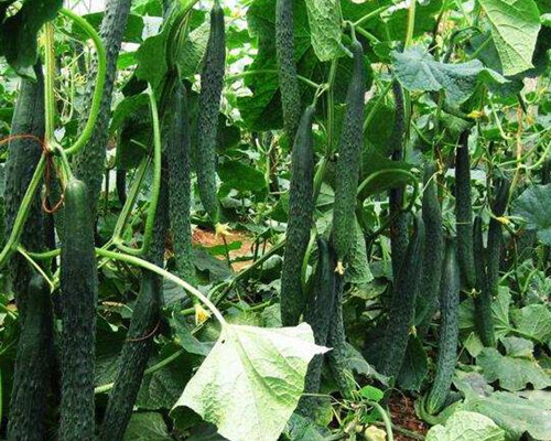 �S��ˮ�ܷ��x��