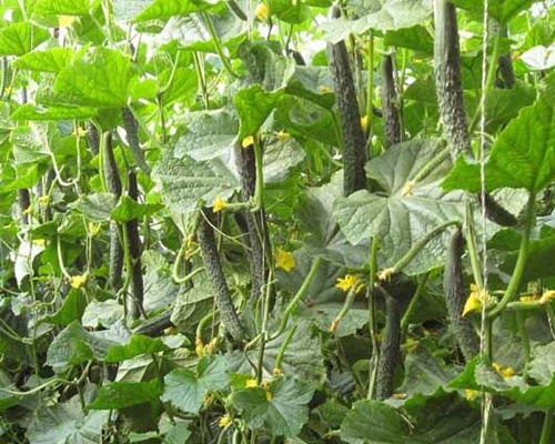 �S��ˮ�ܷʺ��ЙC��ʹ��