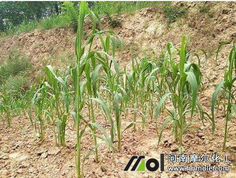 �ȷʌ�����Ӱ�