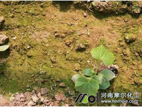 �ȷʌ�����Ӱ�