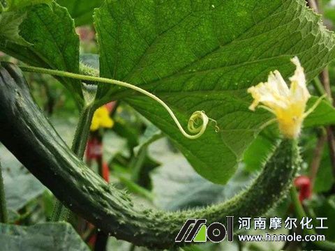 �S�ϼ���Ͻ�Q�k��