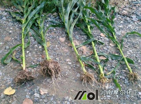 玉米上使用魚蛋白水溶肥效果 玉米上使用魚蛋白水溶肥效果