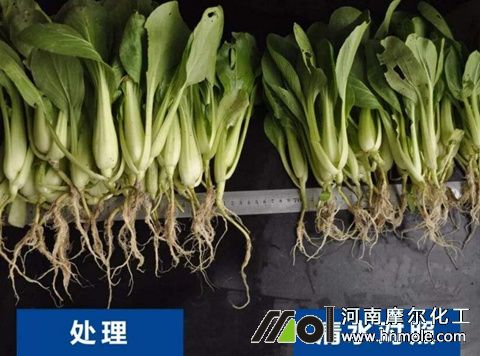 青菜上使用魚蛋白水溶肥效果 青菜上使用魚蛋白水溶肥效果