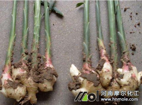 生姜上使用魚蛋白水溶肥效果 生姜上使用魚蛋白水溶肥效果