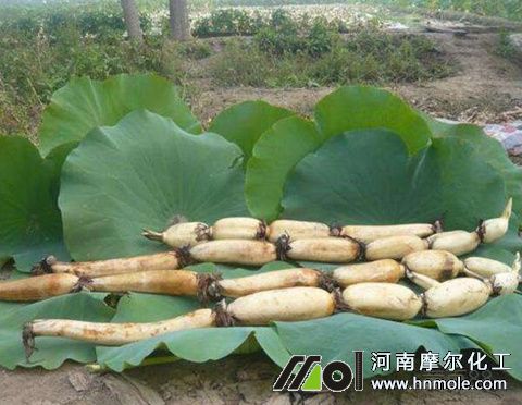 ɏź������c