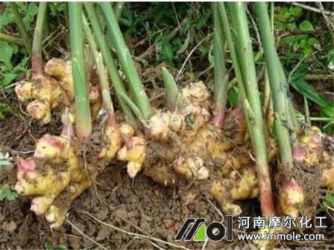 �N������ʲô����