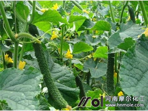 �S��׷�ʷ���