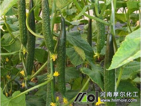 �S��׷�ʷ���