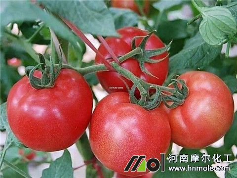 ���ѽY(ji��)����Ҫ���B(y��ng)��