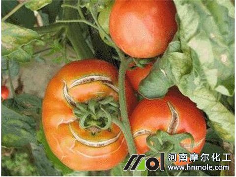 ����ȱ���ѹ�