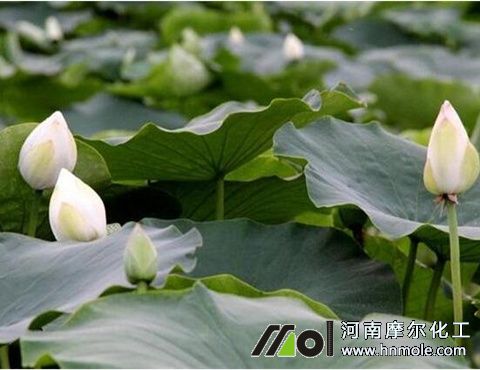 種蓮藕用什么肥料 種蓮藕用什么肥料