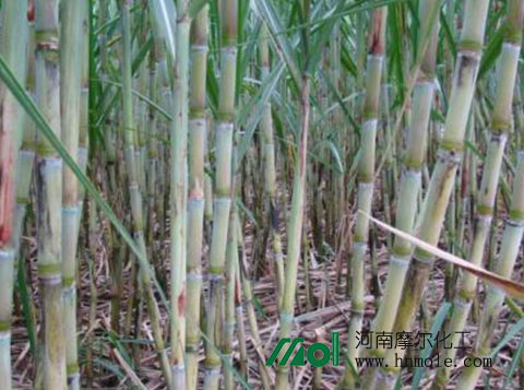 ����ʩʲôˮ�ܷ�