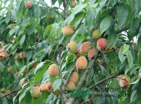 ����ʩʲôˮ�ܷ�