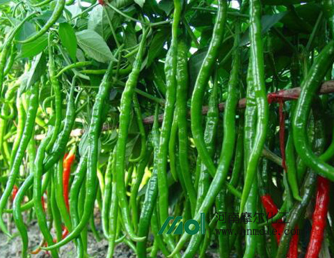 ����ʩ��