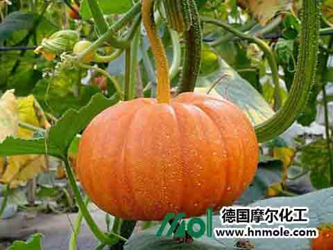 �Ϲϸ߮a(ch��n)