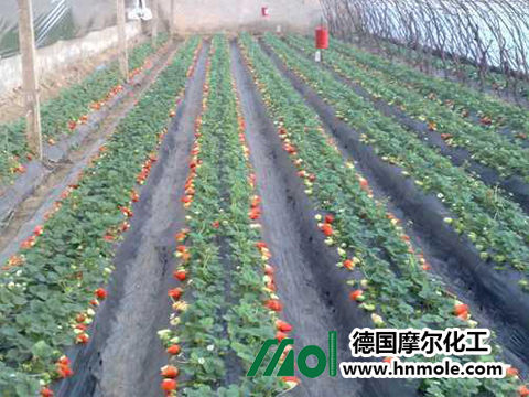 ��ݮ����ʩ��