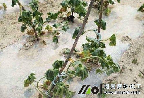 �S�ϸɺ��������L