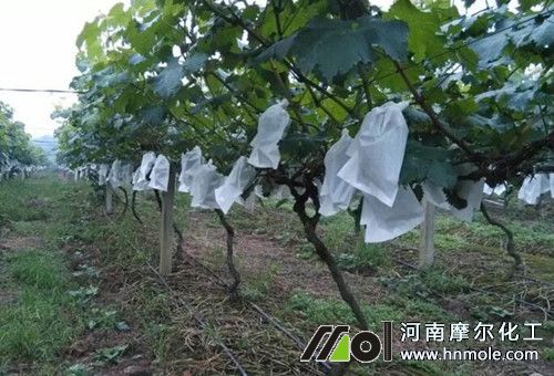 水溶肥吸收時效 水溶肥吸收時效