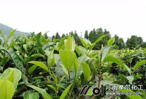 ���Nֲʩ�ʹ���