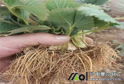 ��ݮ������������