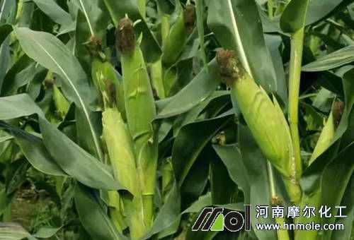 ���׽Y����