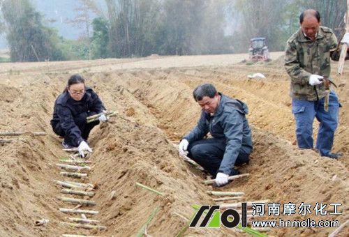 ����Nֲʩ��