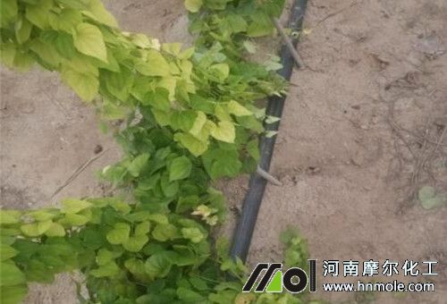 ɽˎ��Ч׷��