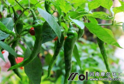 �����Y����ʩ��