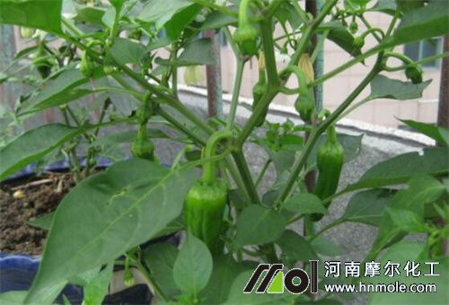 �����Y����ʩ�ʷN�