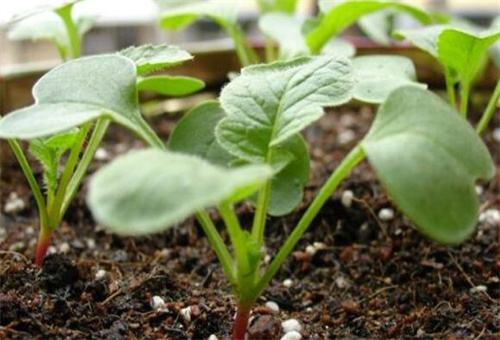 蘿卜水溶肥施法 蘿卜水溶肥施法