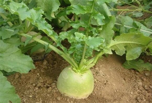 蘿卜水溶肥施法 蘿卜水溶肥施法
