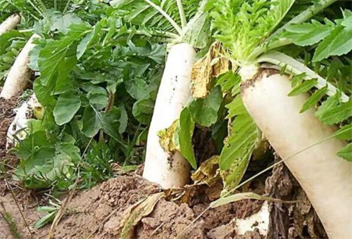 蘿卜栽培時間 蘿卜栽培時間