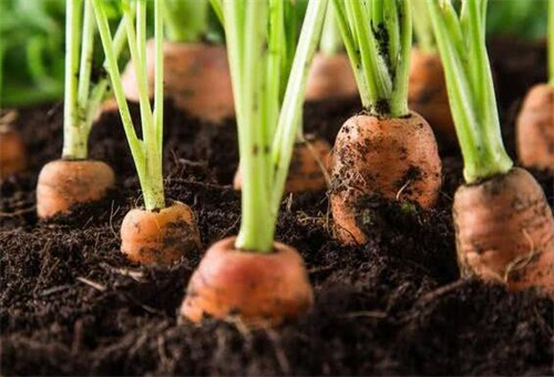蘿卜栽培要求 蘿卜栽培要求