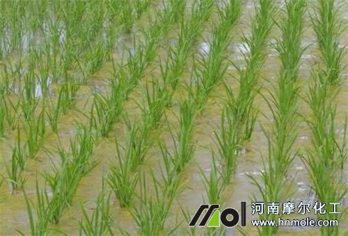 水溶肥在水稻上應用 水溶肥在水稻上應用