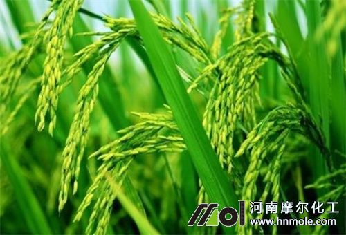 水溶肥在水稻上應用 水溶肥在水稻上應用