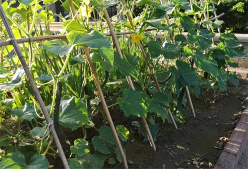 �S�����LҪ�f��