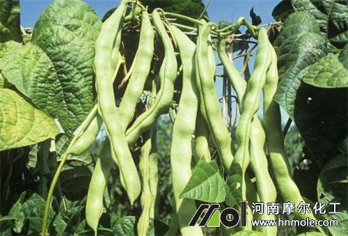 豆角用過水溶肥好處 豆角用過水溶肥好處