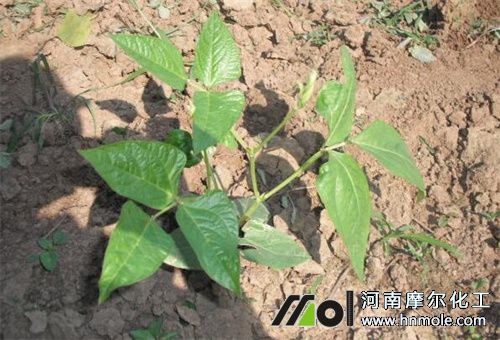 豆角苗期施肥 豆角苗期施肥